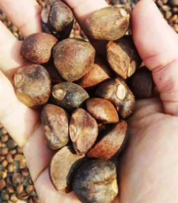 동백 오일을 추출하는 방법은 무엇입니까?